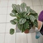 Peperomia albovittata ഇല