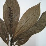 Palicourea calophylla Inny