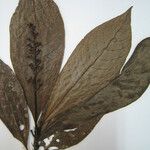 Palicourea calophylla Otro