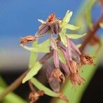 Epipactis palustris Hoja