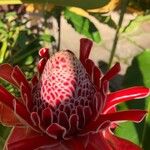 Etlingera hemisphaerica Flor