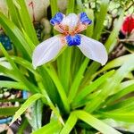 Trimezia gracilis Цветок