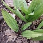 Allium tricoccum Feuille