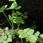 Helosciadium nodiflorum Leaf