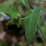 Collinsia verna Leaf