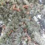 Cedrus atlantica Frutto