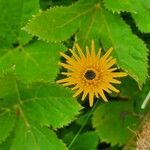 Scorzoneroides helvetica Flower