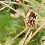 Ranunculus sardous Fruit