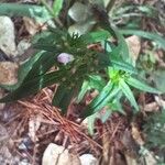 Houstonia purpurea Kwiat