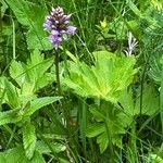 Dactylorhiza fuchsiiFlor