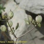Heracleum pumilum Mbuma