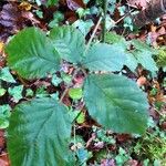 Rubus elegantispinosus Folio