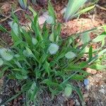 Lagurus ovatus Plante entière