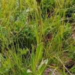 Hypochaeris uniflora Hábito