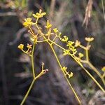 Bupleurum fruticescens Fleur