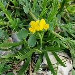 Medicago littoralis Цветок