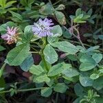 Trifolium resupinatum Habit