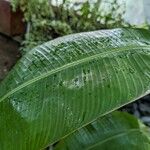 Heliconia latispatha Hoja