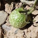 Solanum × viirsooi