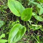 Calla palustris पत्ता