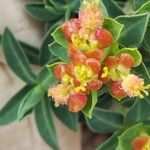 Euphorbia fragifera Flower