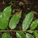 Mabea montana Leaf