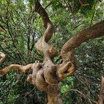 Sophora japonica Bark