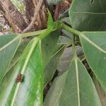 Ficus thonningii Blatt