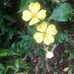 Oenothera parviflora Кветка