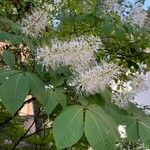 Aesculus parviflora ফুল