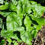 Arum cylindraceum موطن