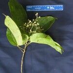 Pleuranthodendron lindenii 其他