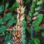 Triticum aestivum Frucht