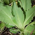 Primula clevelandii Blad