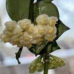 Hoya lacunosa Flower