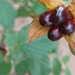 Rhodotypos scandens Fruchs