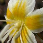 Erythronium citrinum Fiore