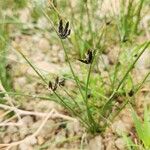 Cyperus laevigatus Costuma