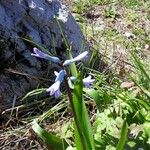 Brimeura amethystina Fula