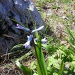 Brimeura amethystina Flor