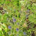 Eryngium planumFlower