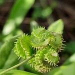 Medicago polymorpha Плод