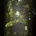 Pouteria cayennensis Kabuk