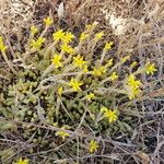 Sedum acre Habitat