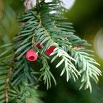 Taxus baccata Hoja