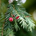 Taxus baccata Feuille