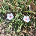 Convolvulus equitans Flor