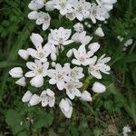 Allium neapolitanum Flor