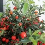 Solanum pseudocapsicum Frucht