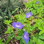 Geranium platypetalumFlower